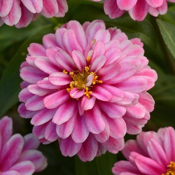Zinnia Zahara Double Raspberry | Zinnia