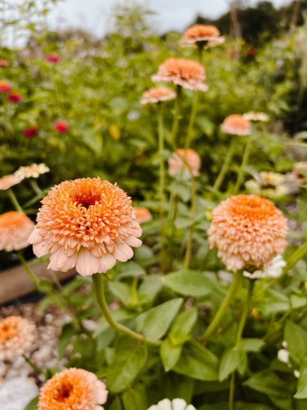 Zinnia elegans Peachy | Zinnia
