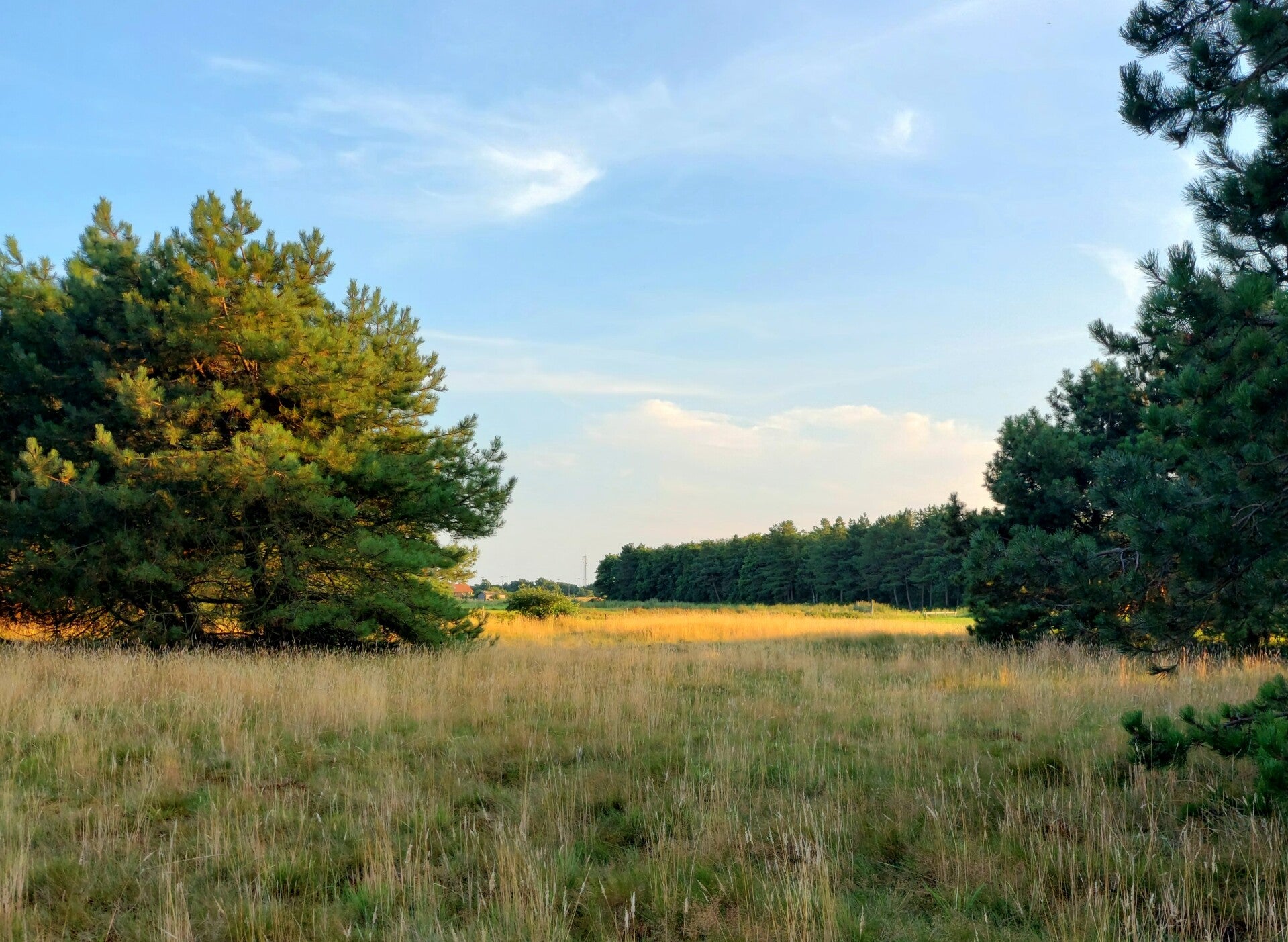 Bossen bij de Vleijenhof