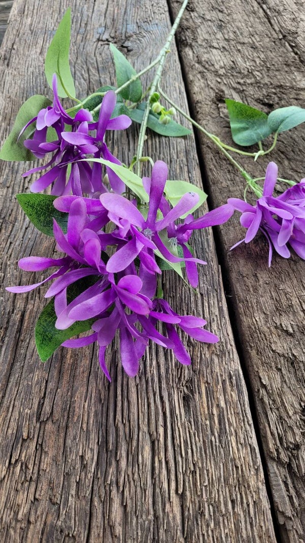 Honeysuckle "Lavender" 75cm