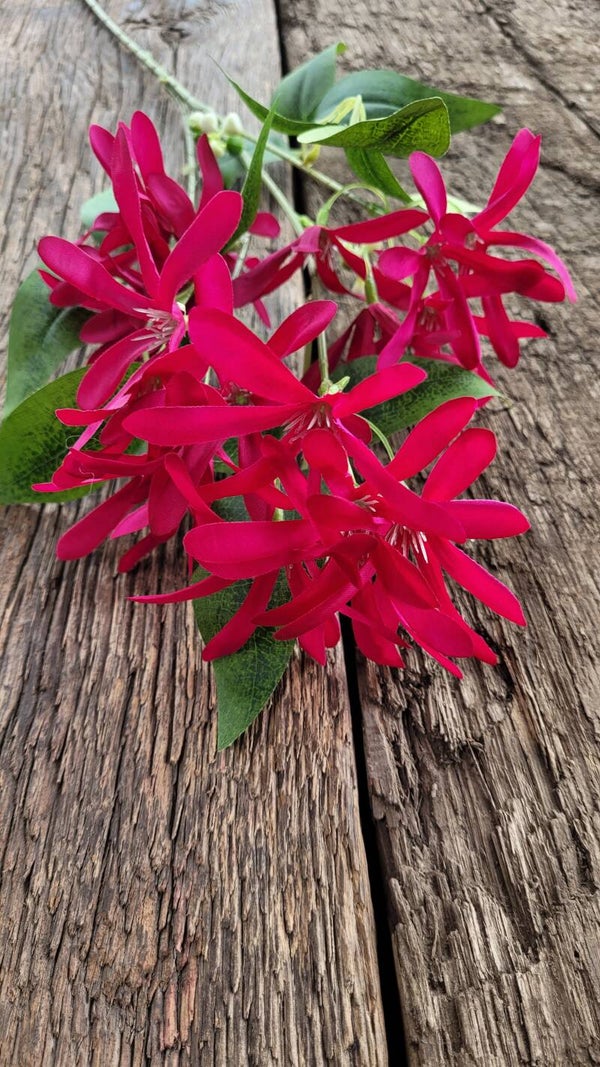 Honeysuckle "Dark purple" 75cm