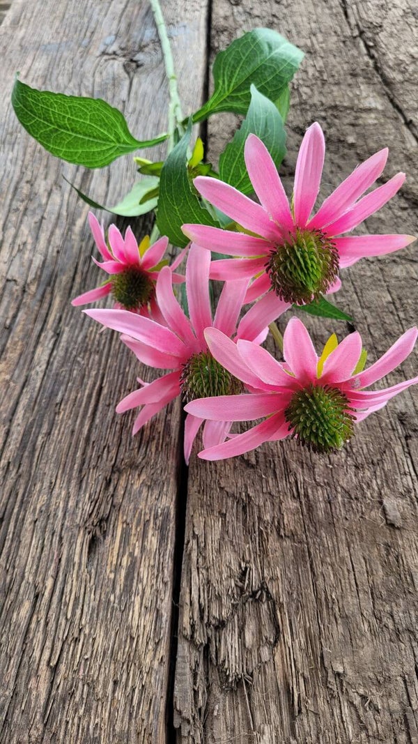 Rudbeckia "pink" 73cm