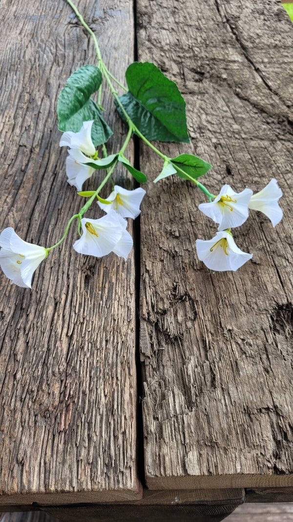 Campanula "wit" (sneeuwvlokjes) 75cm