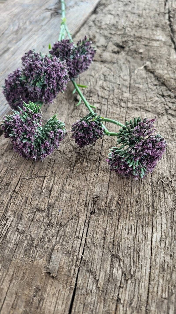 Crownflower "purple" 63cm