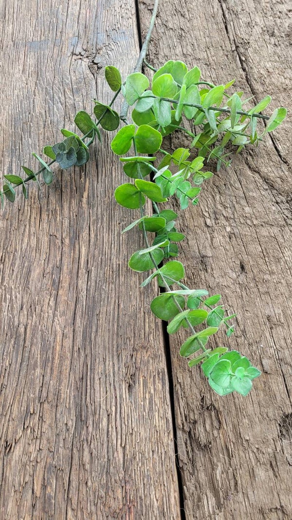 Eucalyptus "groen" S 78cm