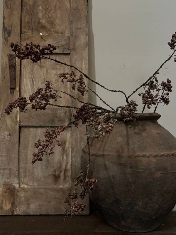 Bes Ligustrum vulgare S