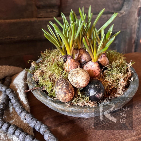 Bluawe druifjes in schaal.