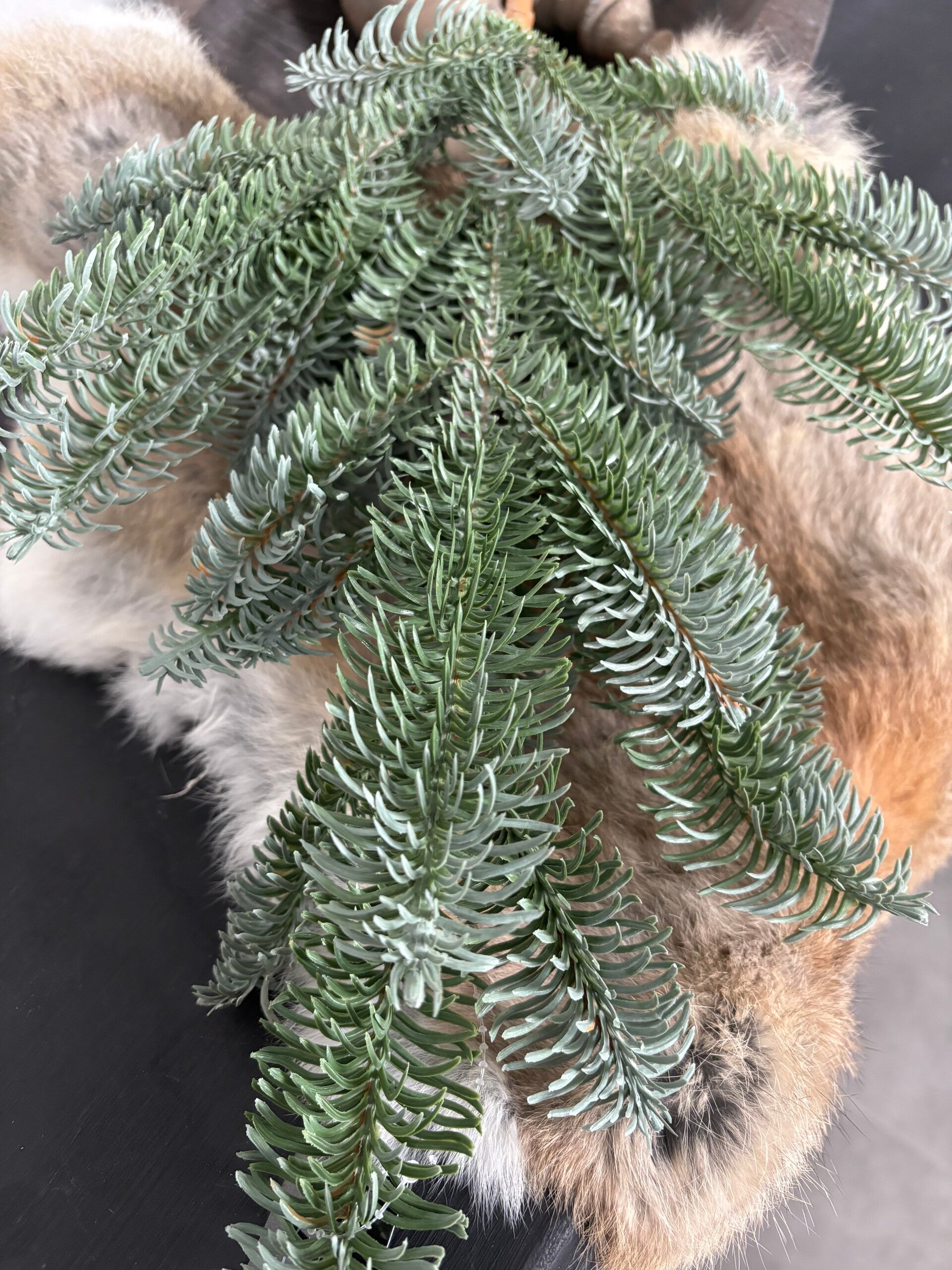 Nobilis tak 110cm kunst