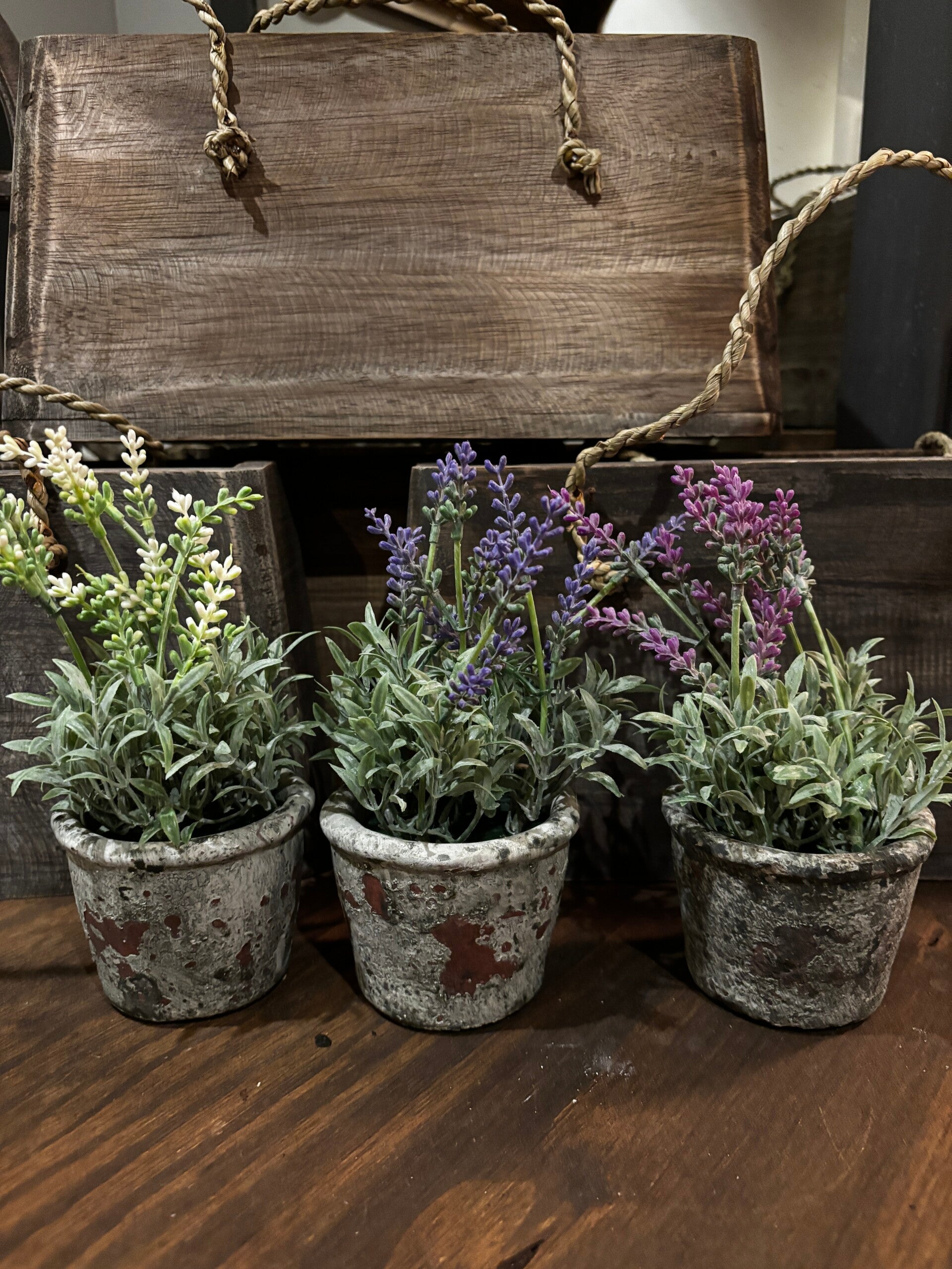 Blauwe druifjes in pot