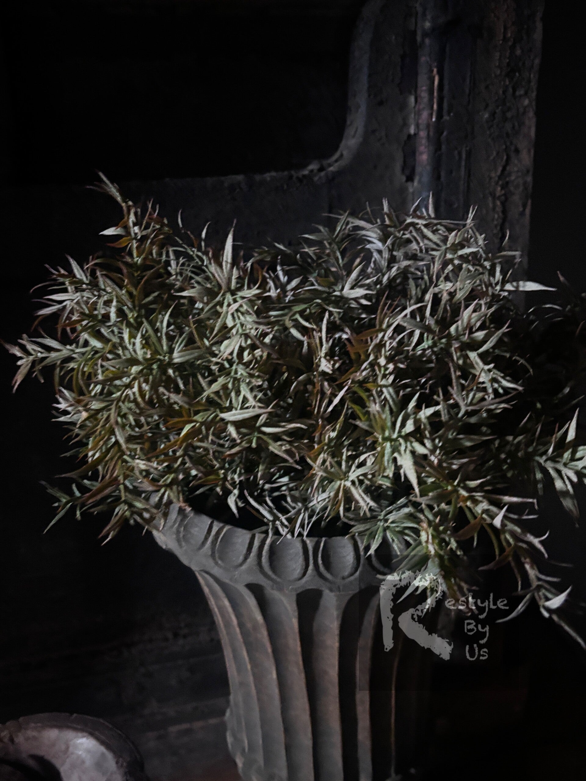 rozemarijn bush grijs groen