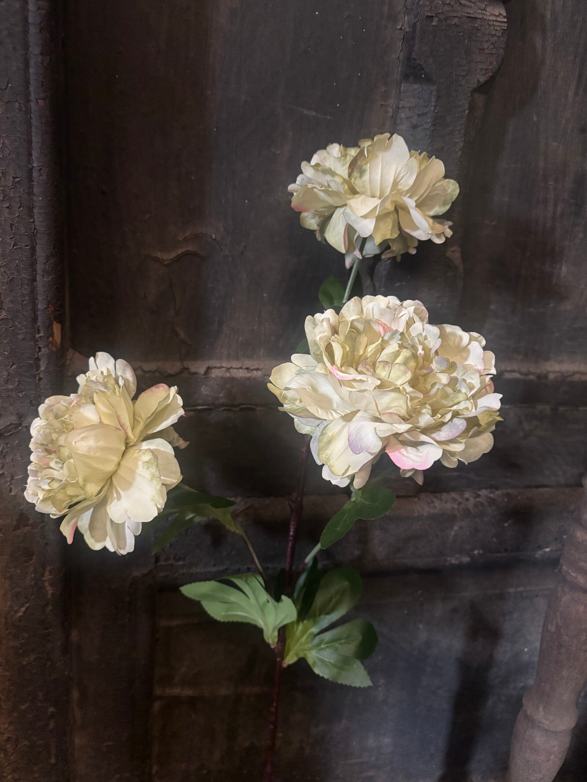 Peonie (pioenroos) Lime creme