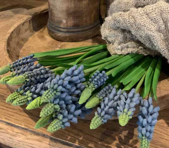 Blauwe druifjes 5 steeltjes