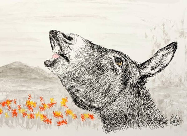 Ane qui brait - Impression d'Art Numérotée