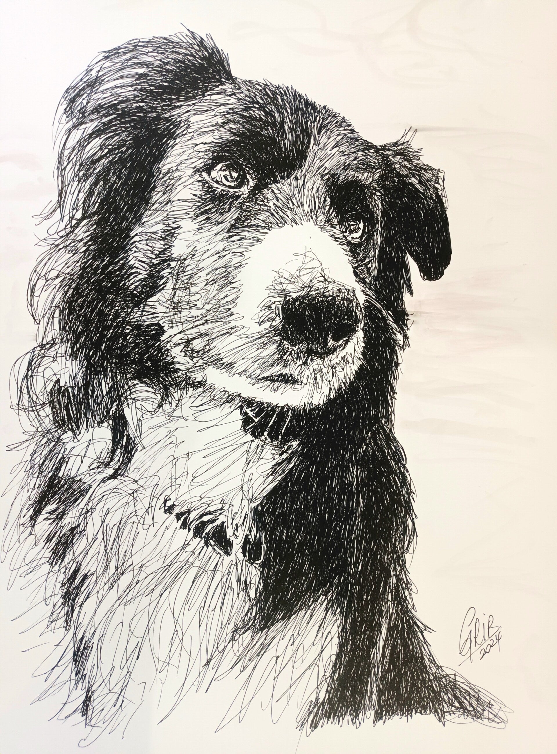 Border Collie - Impression d'Art Numérotée
