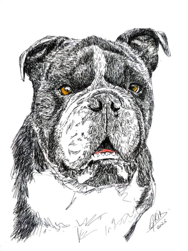 Bouledogue anglais - Impression d’Art Numérotée
