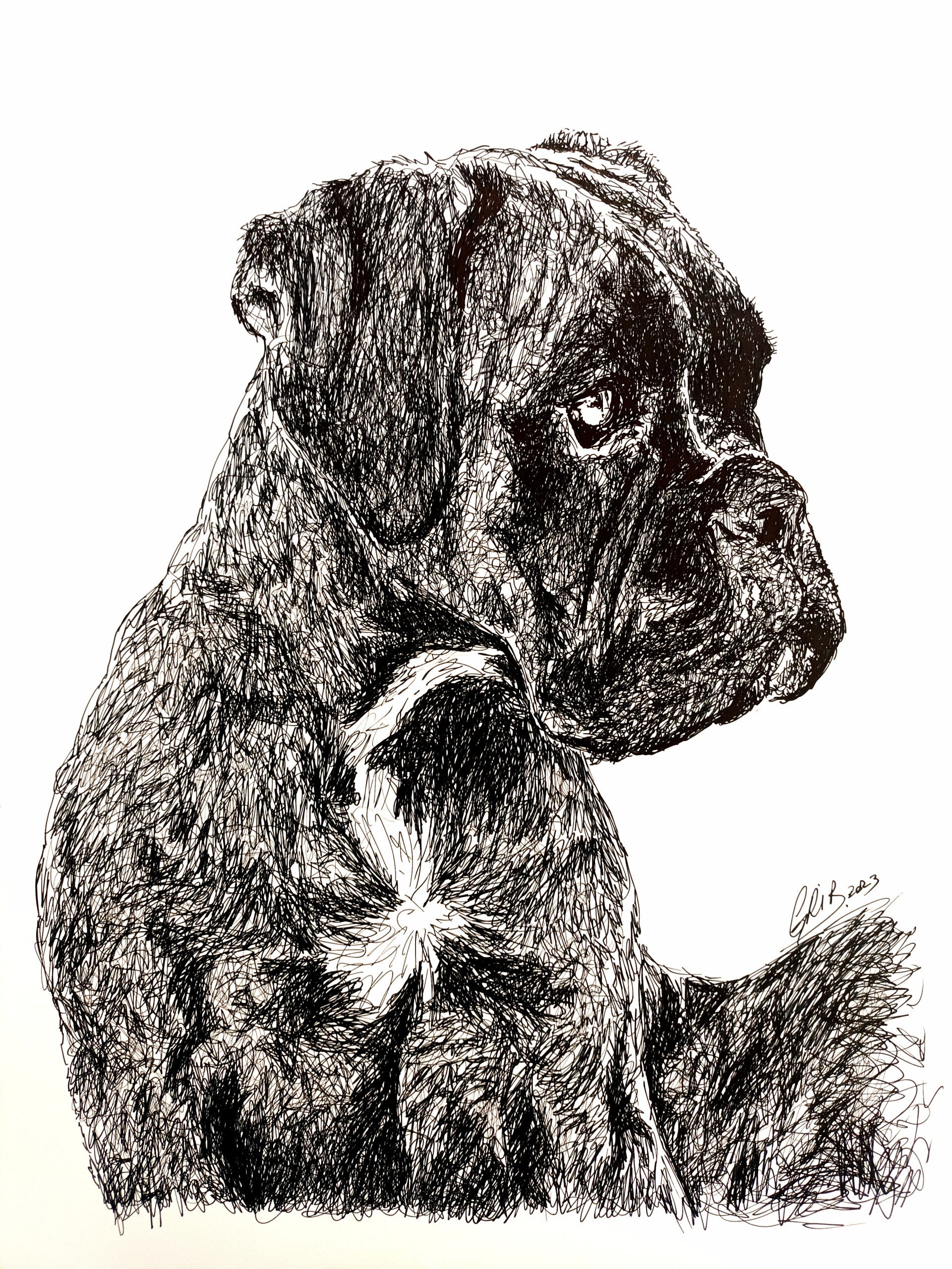 Boxer - Impression d'Art Numérotée