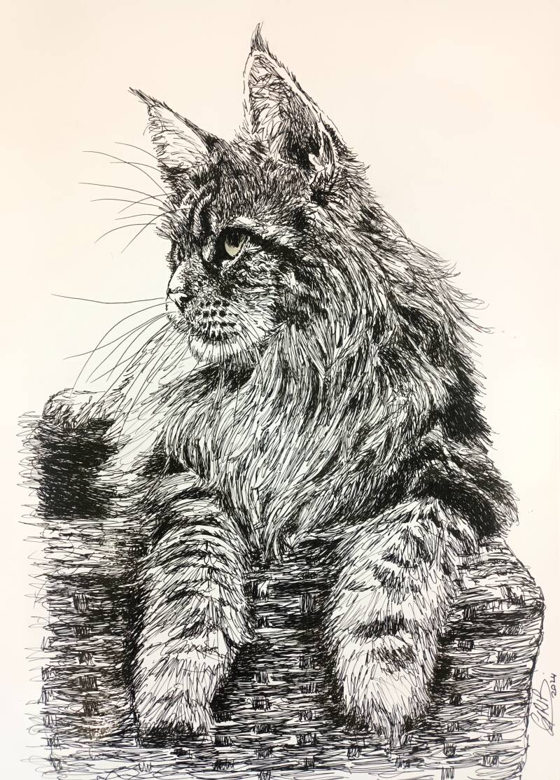 chat-maine-coon-standard-2k251b.jpg