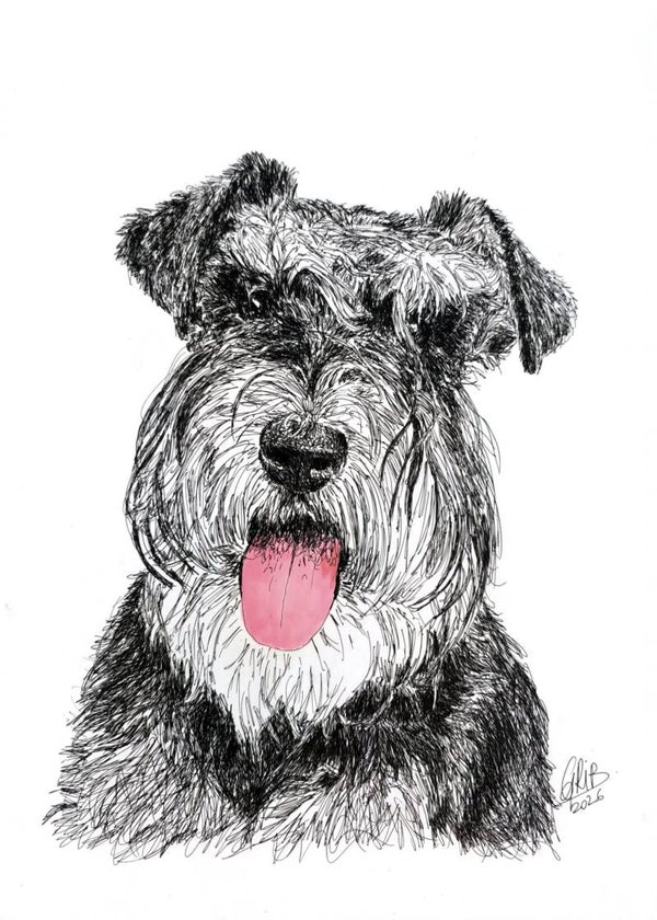 Schnauzer nain - Impression d'Art Numerotée