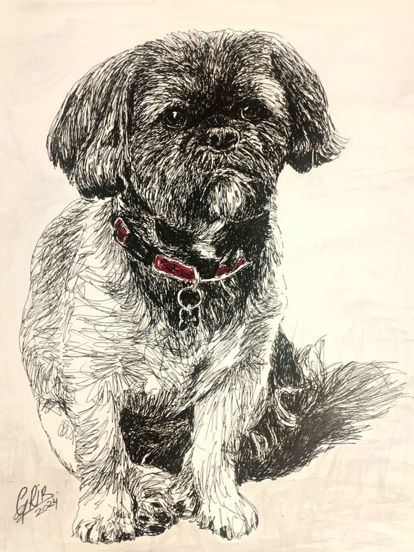Shih Tzu - Impression d'Art Numérotée