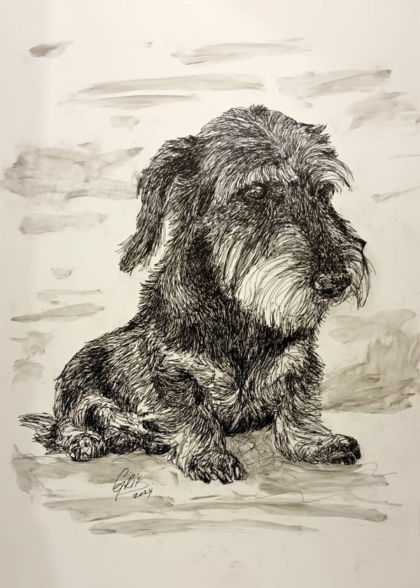 Teckel à poils dur - Impression d'Art Numérotée