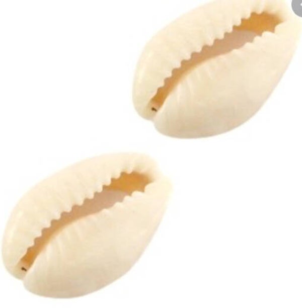 Kauri schelpen wit 0,04 cent ps