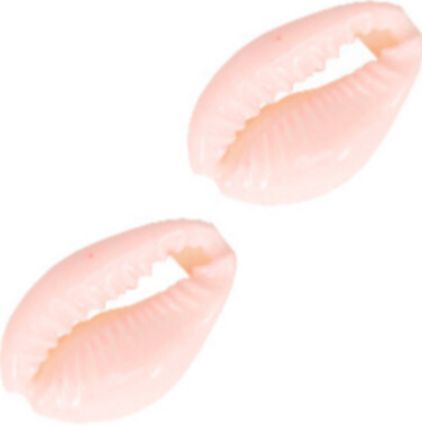 Rozé kauri schelpen 0,04 cent ps