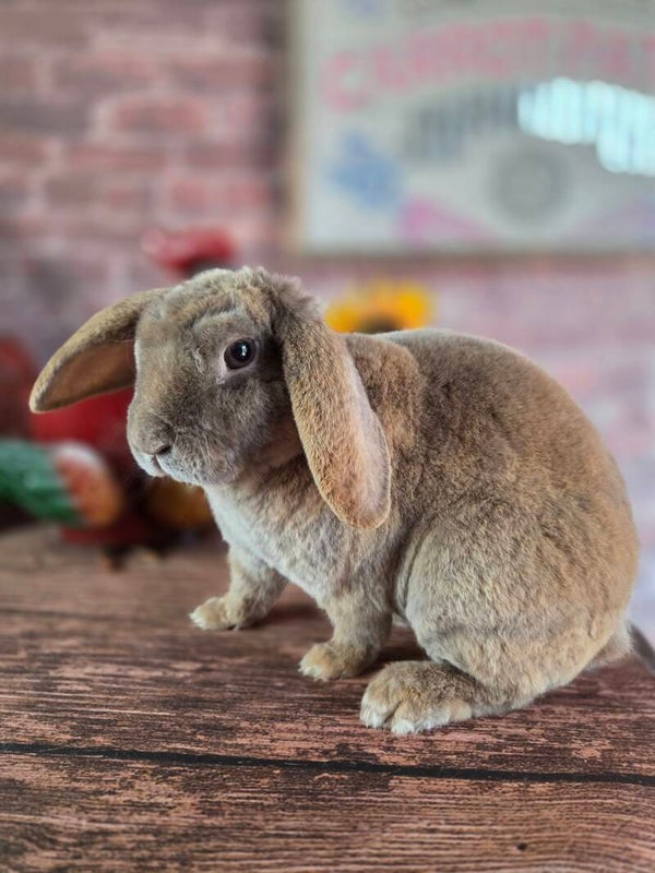 Mini plush lop buck
