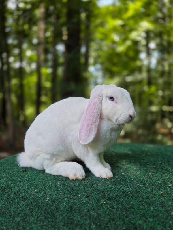 Mini plush lop doe