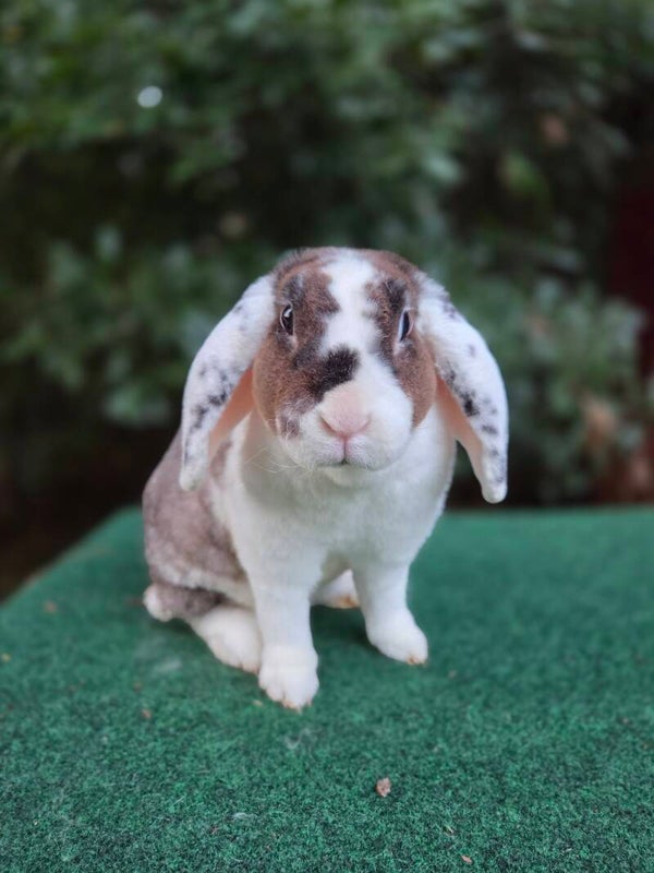 Mini plush lop doe