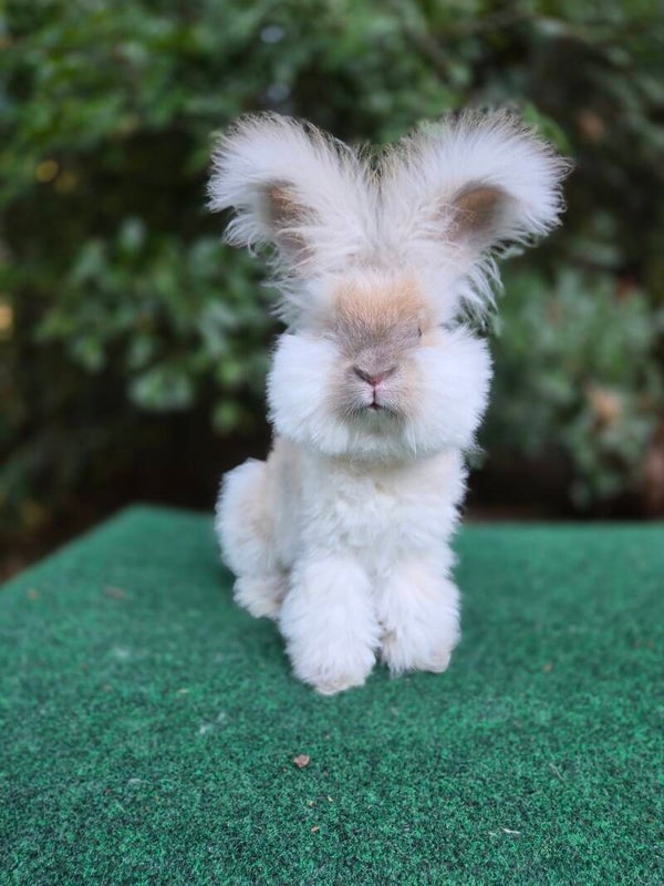 English Angora doe