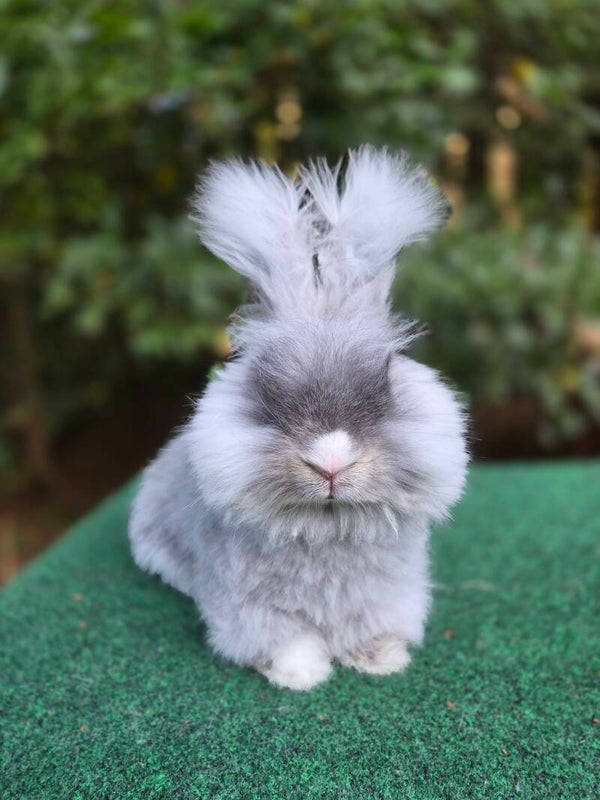 English Angora doe