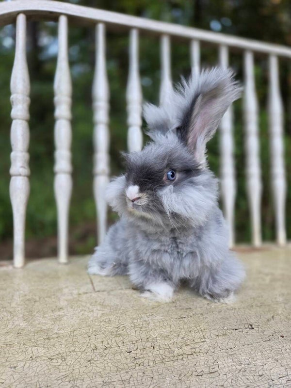 English Angora Doe