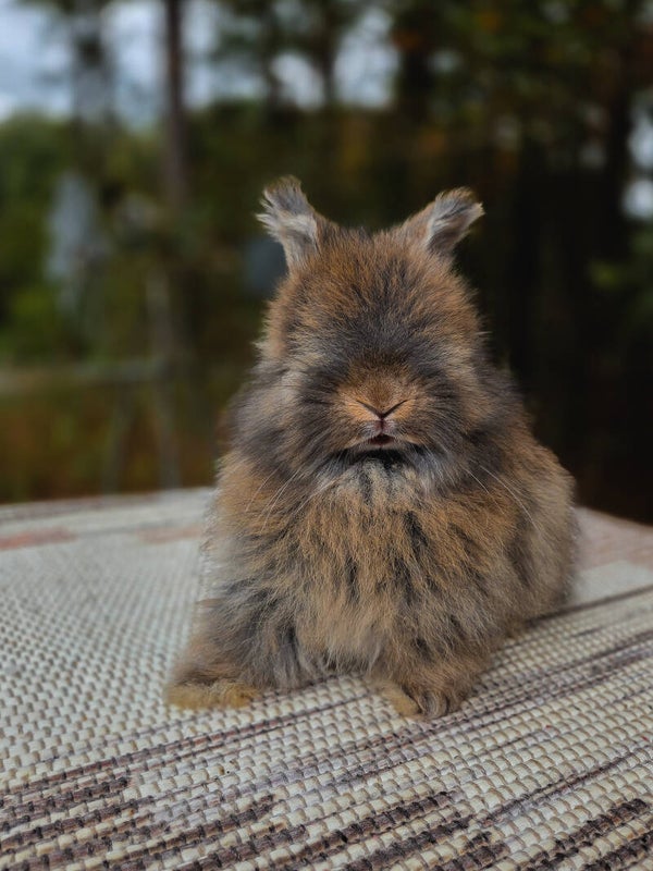 English Angora Full Face buck
