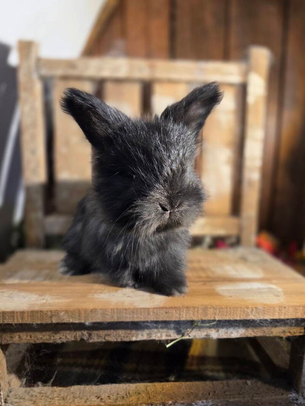 English Angora buck