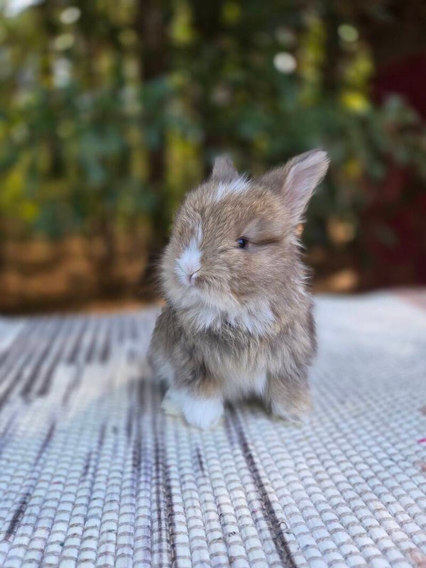 English Angora doe