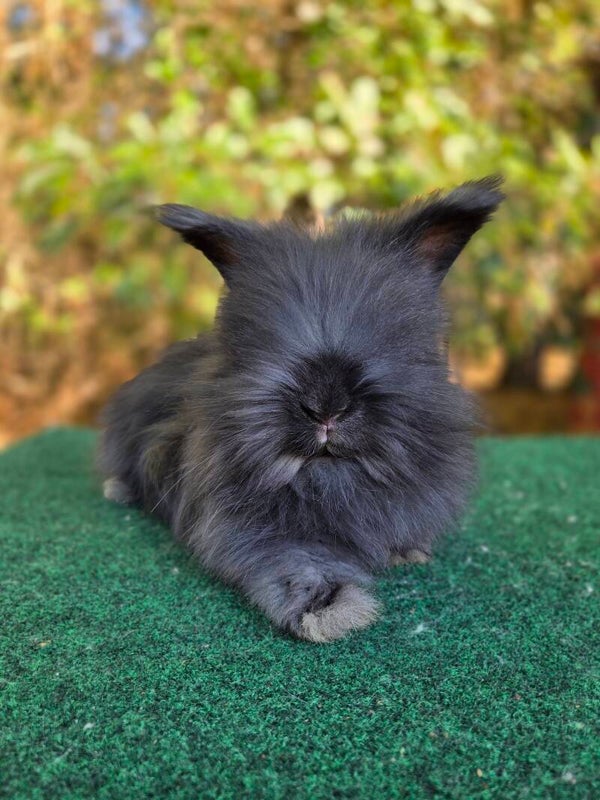 English Angora boy