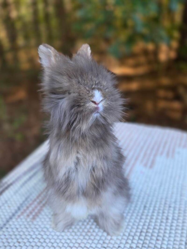English Angora Buck full face