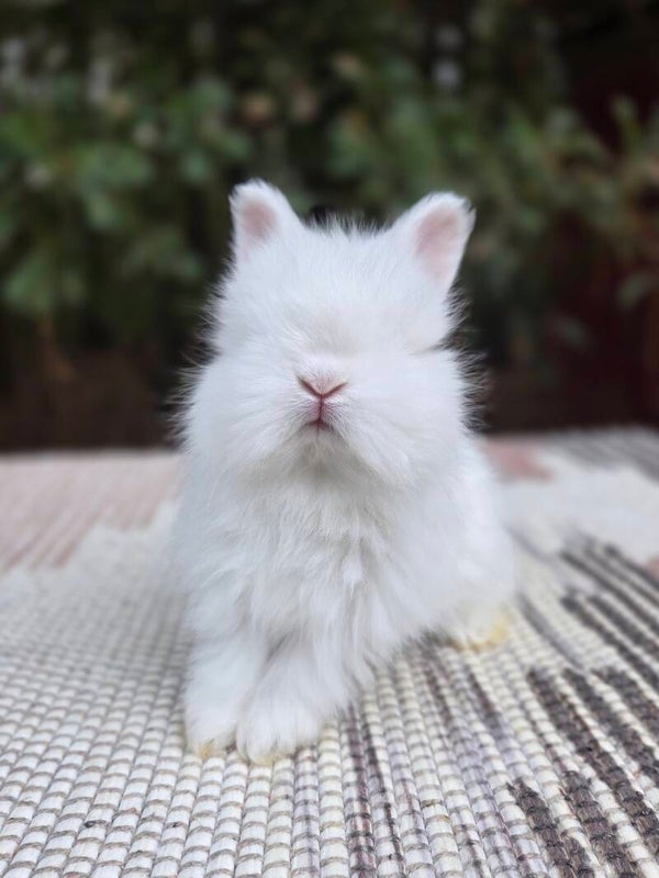 English Angora doe
