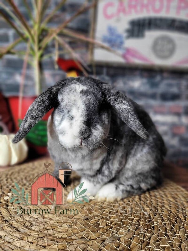 Mini plush lop doe