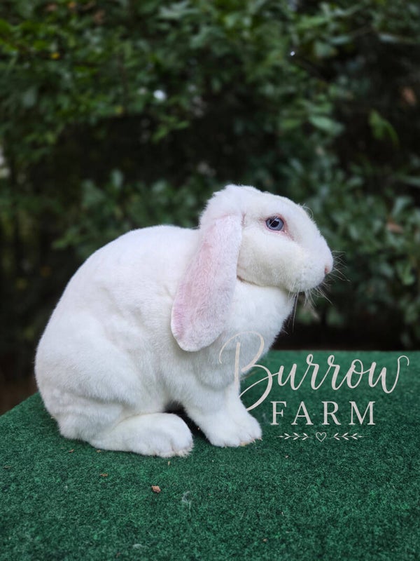 Mini plush lop doe