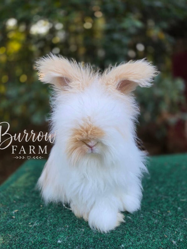 English Angora tri buck