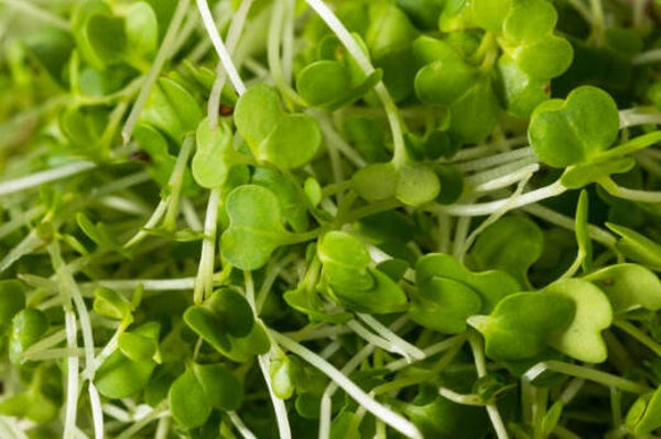 Alfalfa Poeder Bio vanaf 100 gram