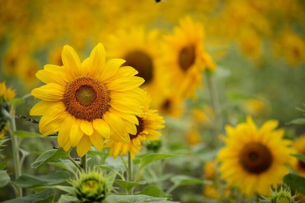 Zonnebloem Eiwit Poeder RAW Biologisch vanaf 100 gram
