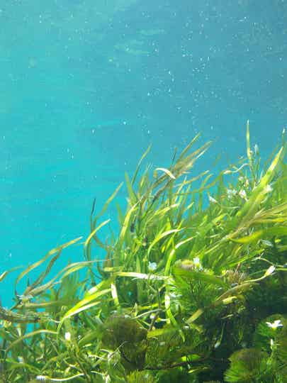 Kelp poeder Biologisch