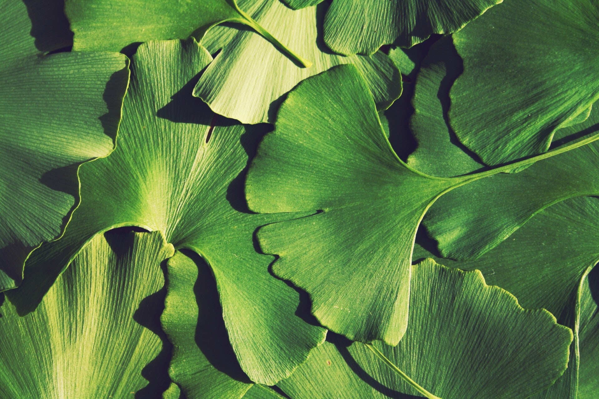 Ginko biloba vanaf 100 gram