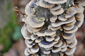 Tonderzwampoeder,Fomes Fomentarius