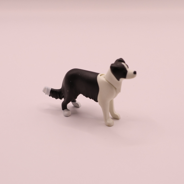 hond