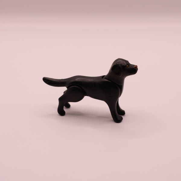 hond