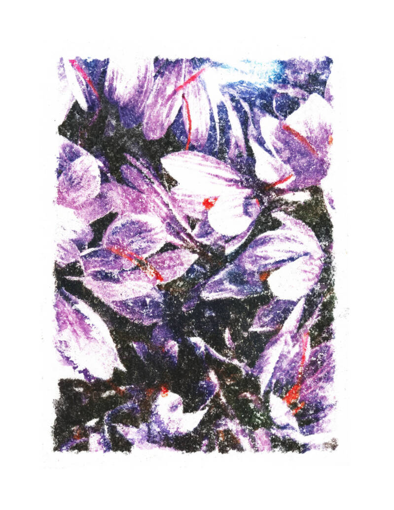   Fleurs de safran Taliouine