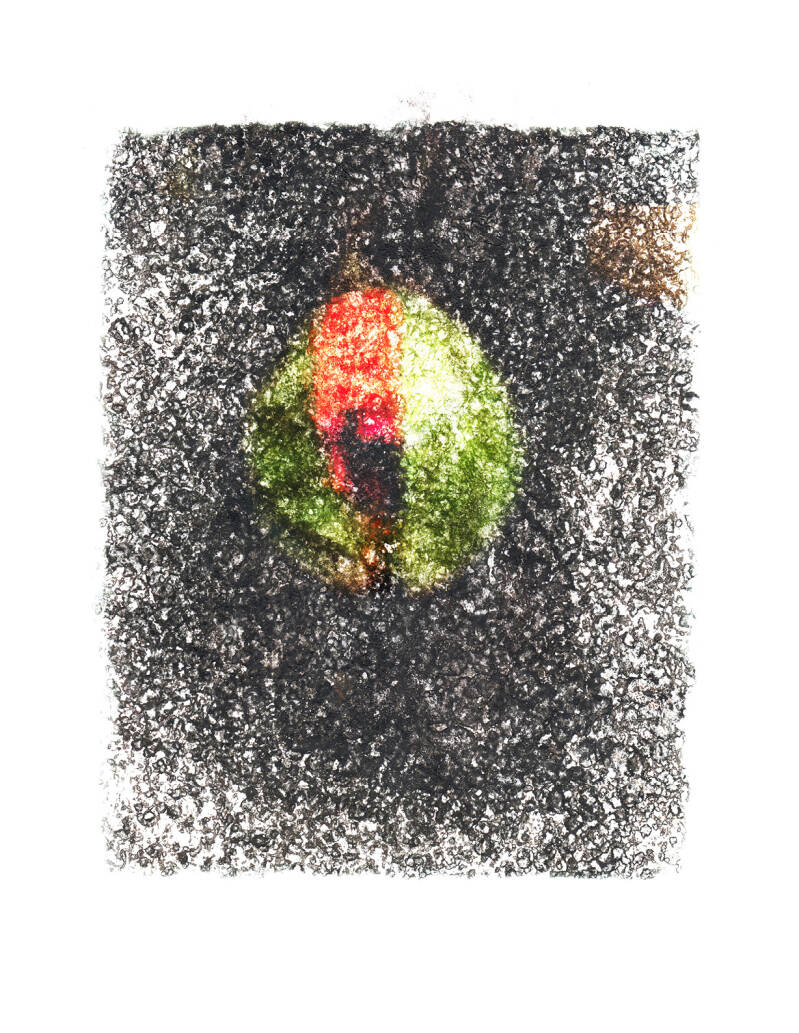    capsule de pavot